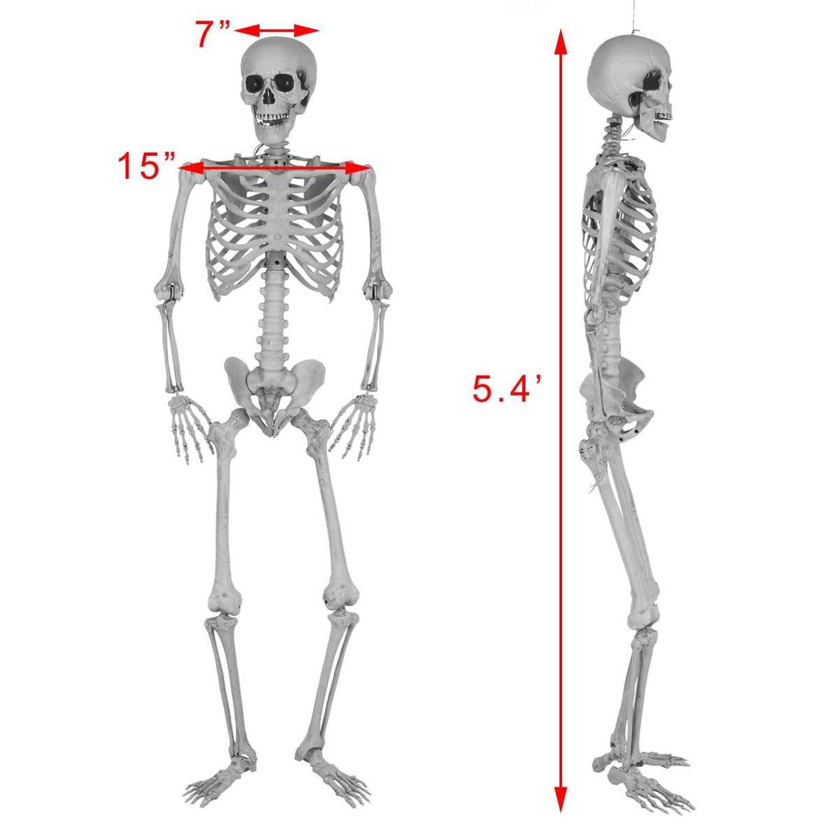 5.4Ft Posable Life Size Full Body Skeleton with Movable Joints I4396