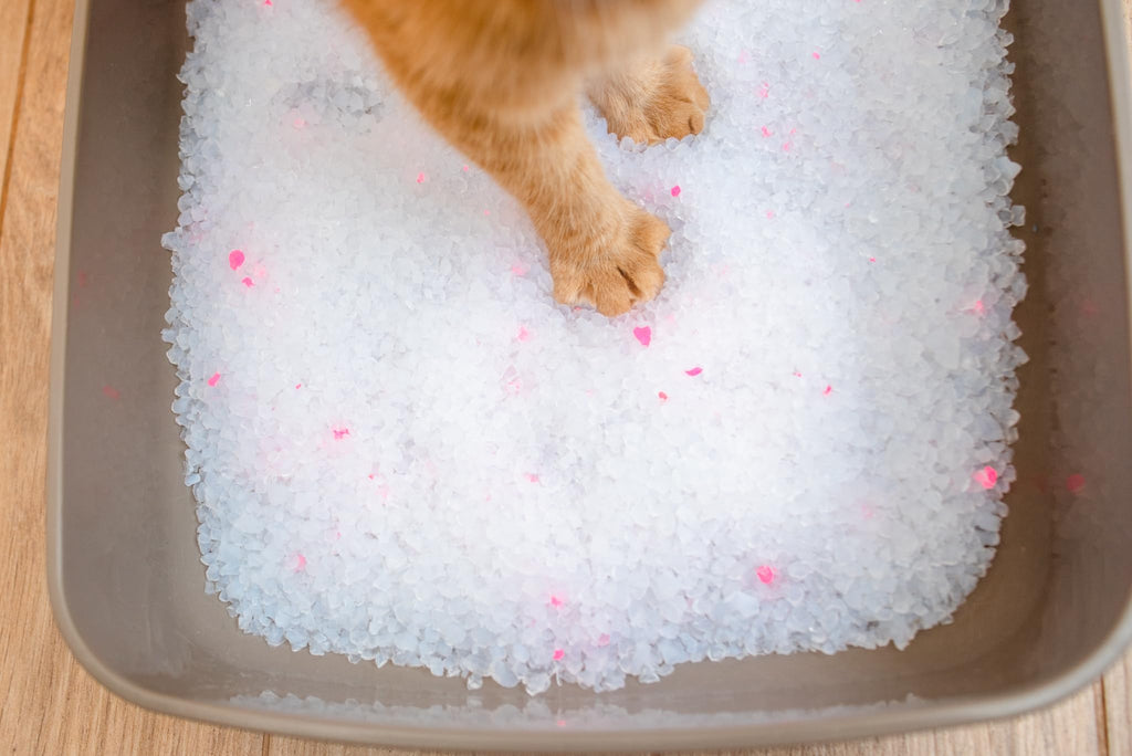 Unscented Dust Free Silica Gel Cat Litter 8 lb Bag N6692