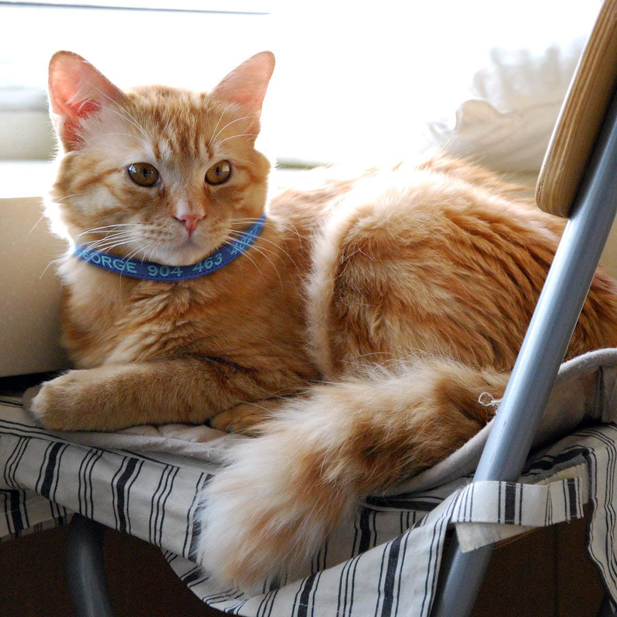 Nylon Cat Collar with Bell Q281