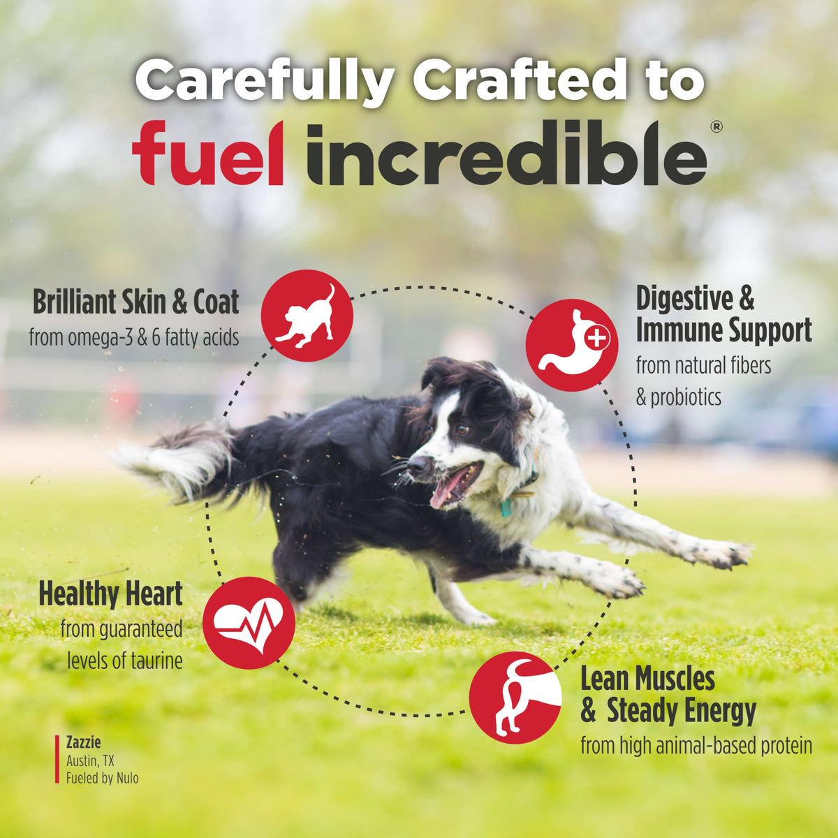 High Protein Grain Free Dry Dog Food F9204