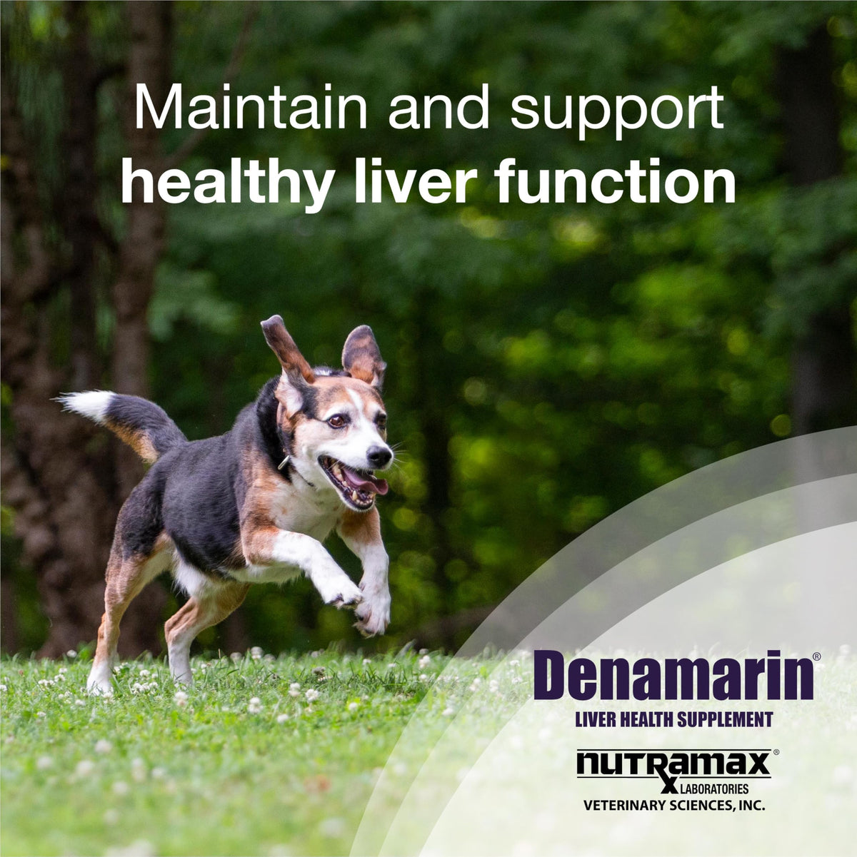 Liver Supplement for Medium Dogs, 30ct Tablets B27472